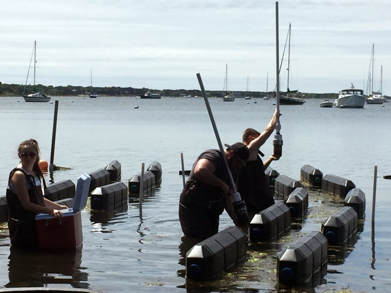 » Oyster Aquaculture