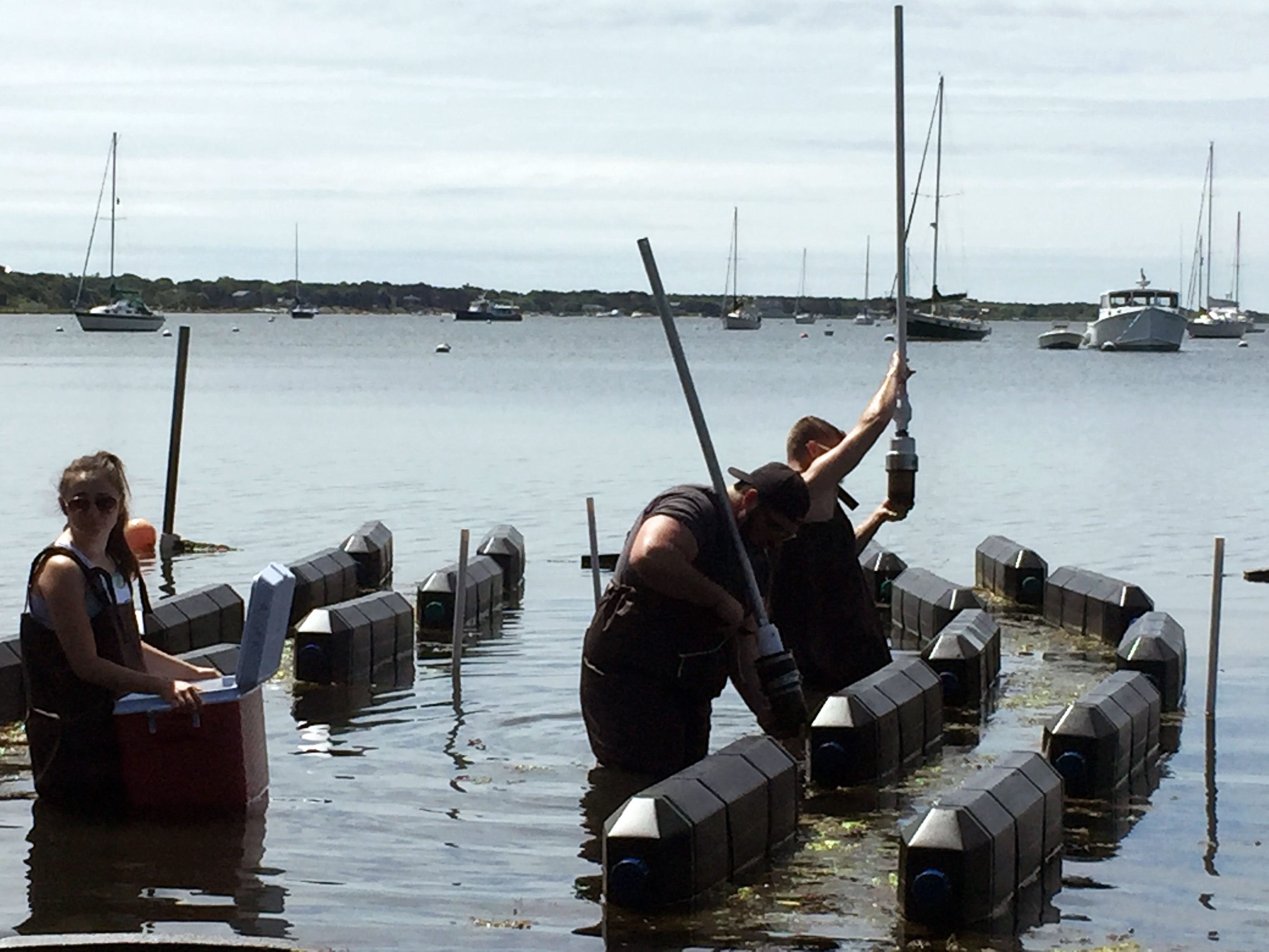» Oyster Aquaculture